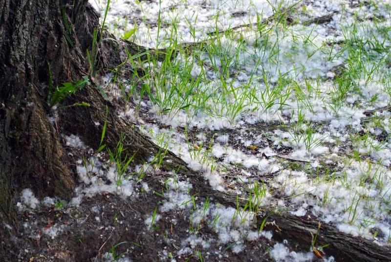 Cottonwood fluff stock image. Image of grass, russia 45902675