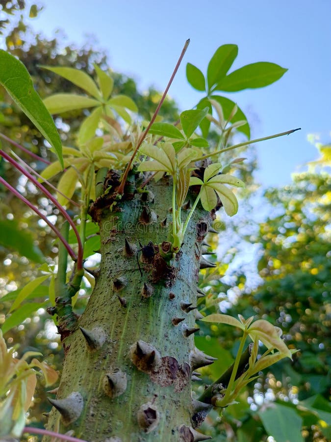 Cottonwood tree stock image. Image of leaf, branch, thorns 277945939