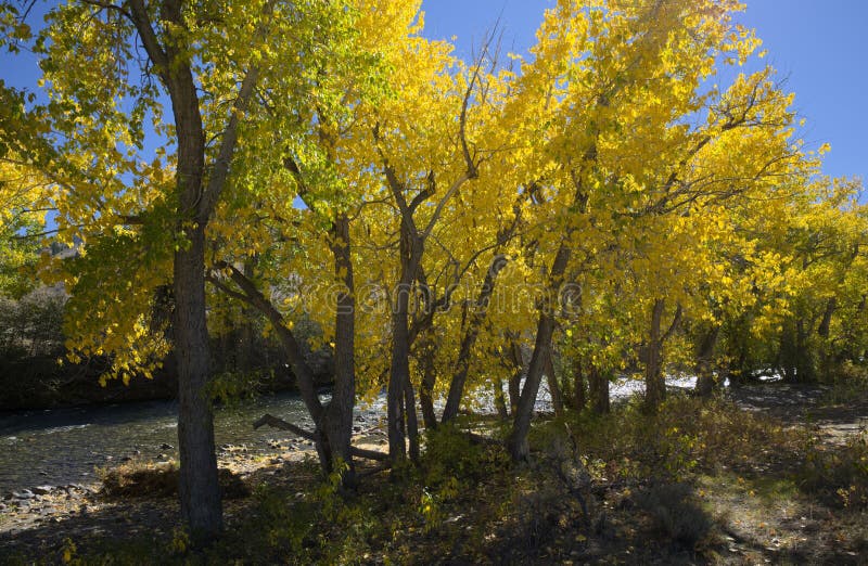 Cottonwood Trees stock image. Image of river, cottonwood 78069699