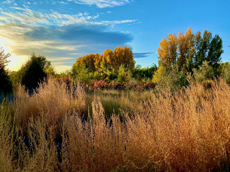 Cottonwoods and Colorado Sky