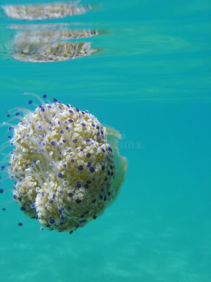 Cotylorhiza tuberculata Jellyfish in the mediterranean sea in south of Italy