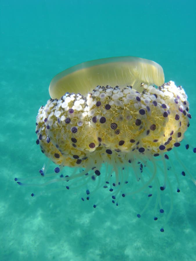 Cotylorhiza tuberculata Jellyfish in the mediterranean sea in south of Italy