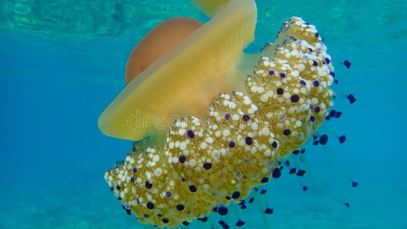 Cotylorhiza tuberculata, Mediterranean jelly, fried egg jellyfish, Mediterranean jellyfish.