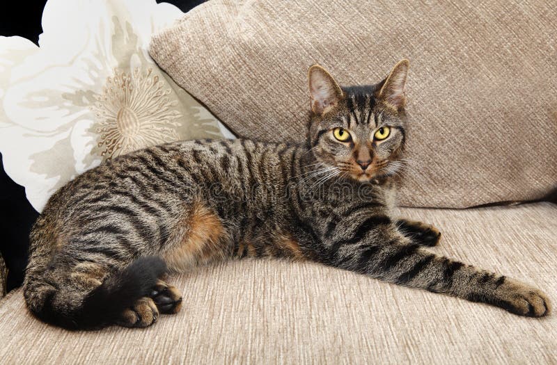 Couch cat stock image. Image of feline, couch, tabby 22690923