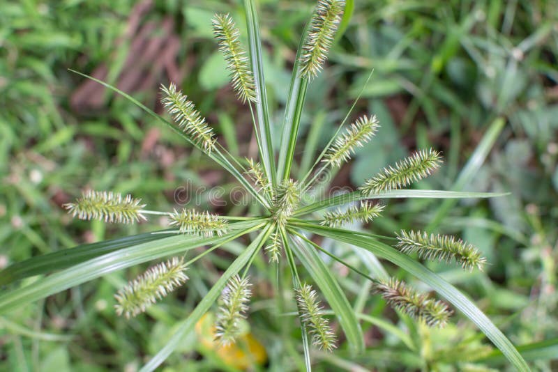 Couch Grass Root, Graminis Rhizoma Stock Image Image of healing