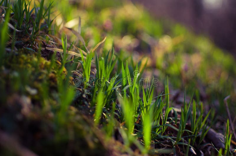 Couch Grass Green Grass Grows Outdoors with Dew Stock Photo Image of