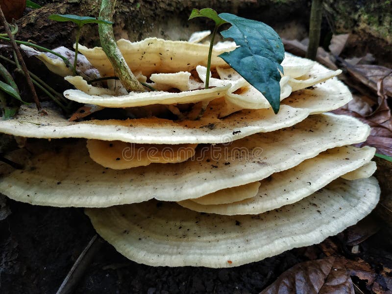 Natural White Mushroom layer. Natural White Mushroom layer