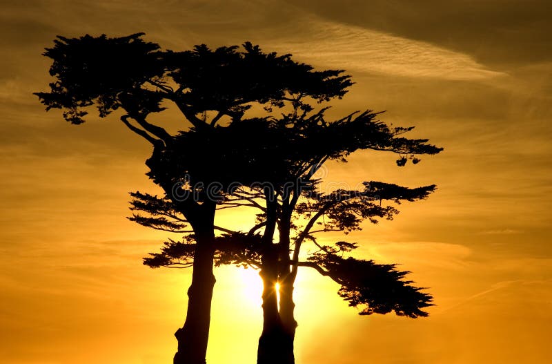 Beautiful Sunset over a cypress grove in Santa Cruz that is reminiscent of african sunsets. Beautiful Sunset over a cypress grove in Santa Cruz that is reminiscent of african sunsets