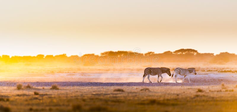 Coucher du soleil Botswana de zèbre
