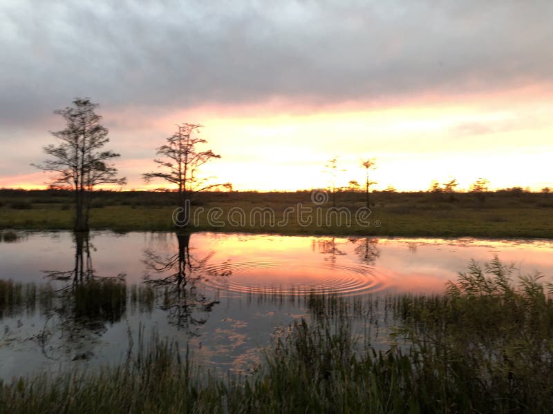 coucher du soleil brillant dans le marais de la Floride et de la Louisiane images libres de droits coucher du soleil brillant dans le marais de la Floride et de la Louisiane images libres de droits