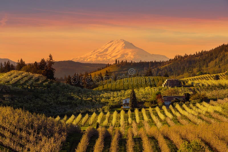 Coucher du soleil d'or au-dessus de Hood River Pear Orchard dans le printemps de l'Orégon photo stock Coucher du soleil d'or au-dessus de Hood River Pear Orchard dans le printemps de l'Orégon photo stock