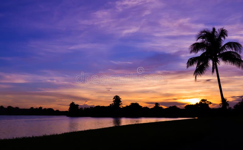 Coucher Du Soleil De Miami En Silhouette De Palmier Photo
