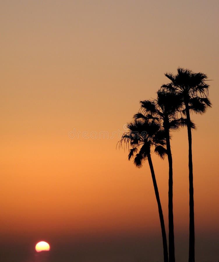 Three palm trees and a setting sun against a glowing orange sky. Three palm trees and a setting sun against a glowing orange sky
