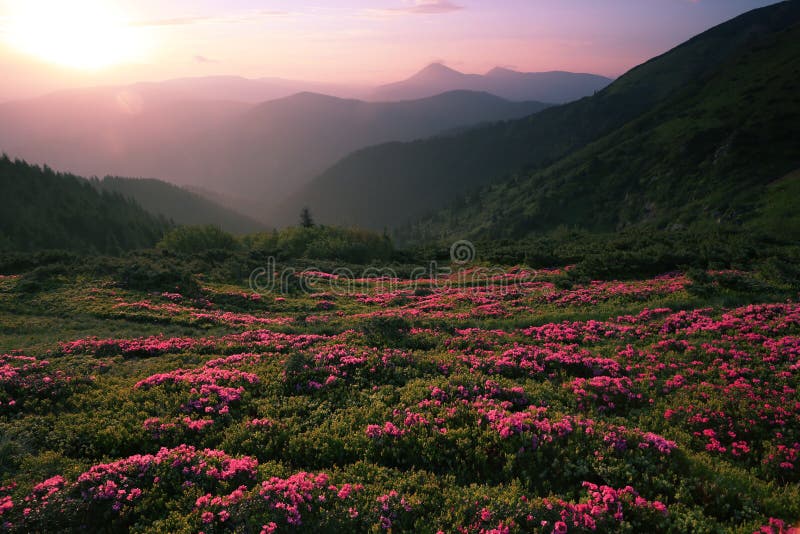 Coucher du soleil grand de stationnement national de montagnes fumeuses photo stock Coucher du soleil grand de stationnement national de montagnes fumeuses photo stock