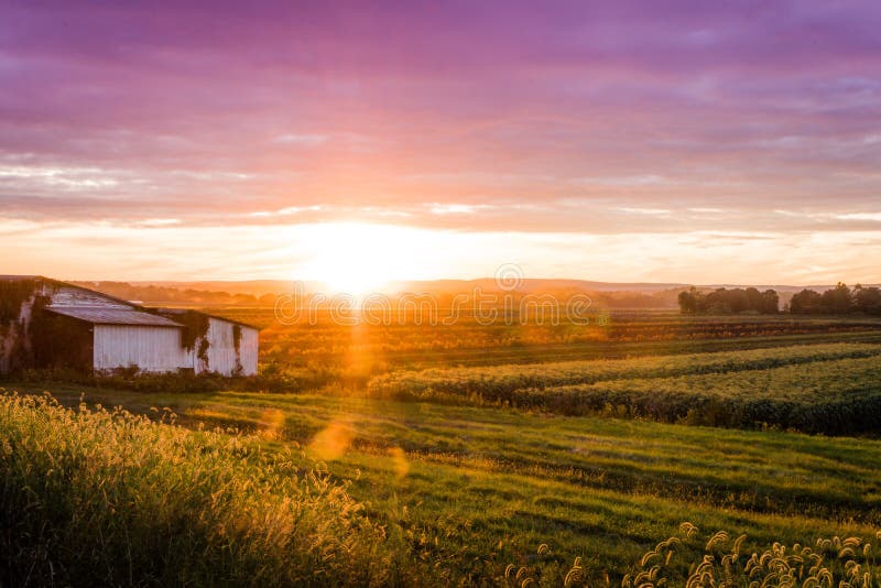Coucher du soleil magnifique d'été au-dessus de ferme humble pendant la récolte maximale photographie stock libre de droits Coucher du soleil magnifique d'été au-dessus de ferme humble pendant la récolte maximale photographie stock libre de droits