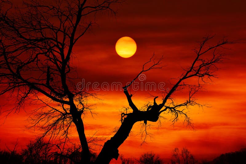 Coucher du soleil mort d'arbre photo stock Coucher du soleil mort d'arbre photo stock