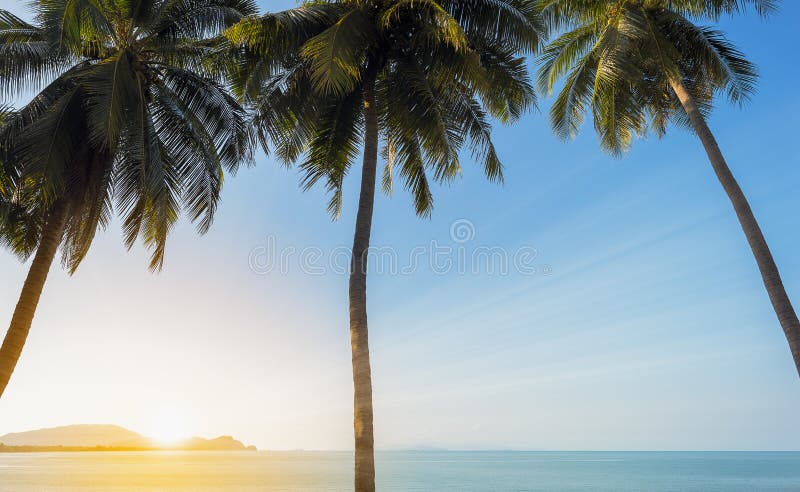 Coucher Du Soleil Sur La Mer Avec Le Palmier De 3 Noix De