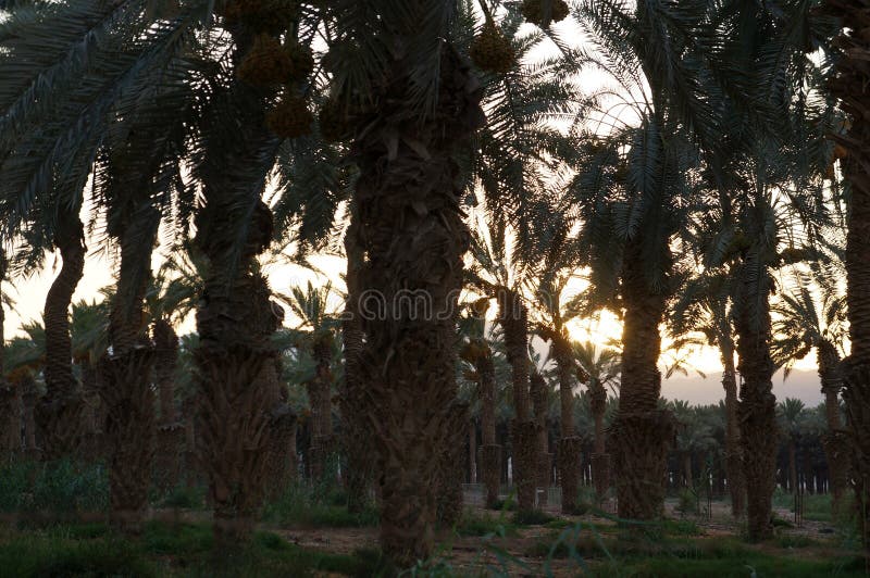 Coucher du soleil sur la plantation des palmiers de date photographie stock libre de droits Coucher du soleil sur la plantation des palmiers de date photographie stock libre de droits