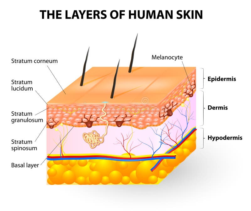 Couches de peau humaine. Melanocyte et mélanine