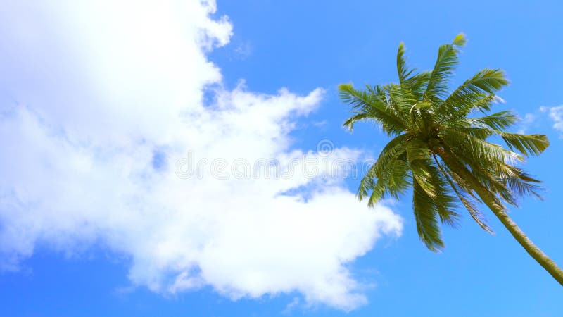 308 Cartoon Coconut Tree Stock Photos - Free & Royalty-Free Stock ...