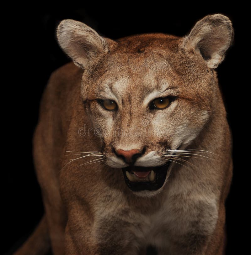 mountain lions in north america