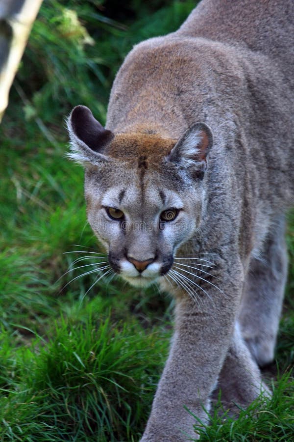 Cougar stock photo. Image of mammal, fierce, fauna, cougar 6968304