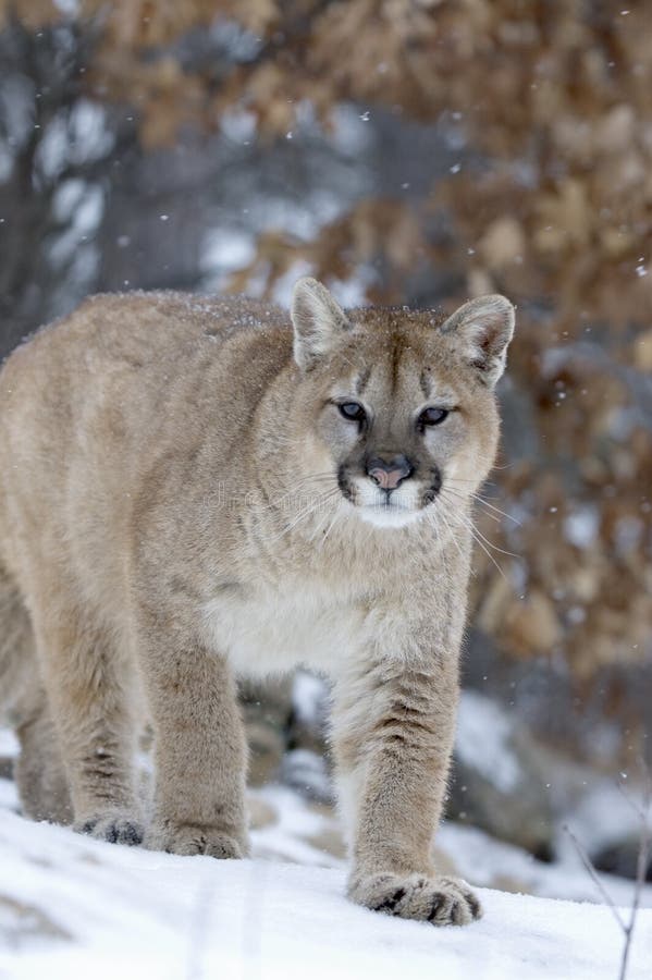 Cougar stock images