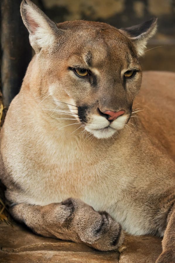 Cougar royalty free stock images