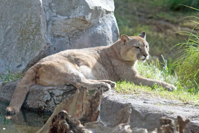 Cougar stock images