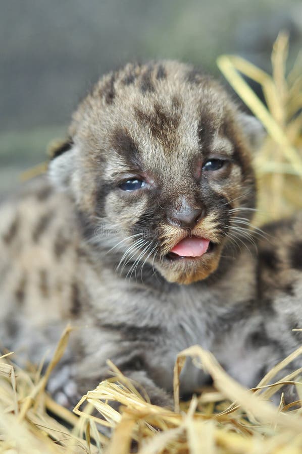 Cougar Cub Stock Image Image Of