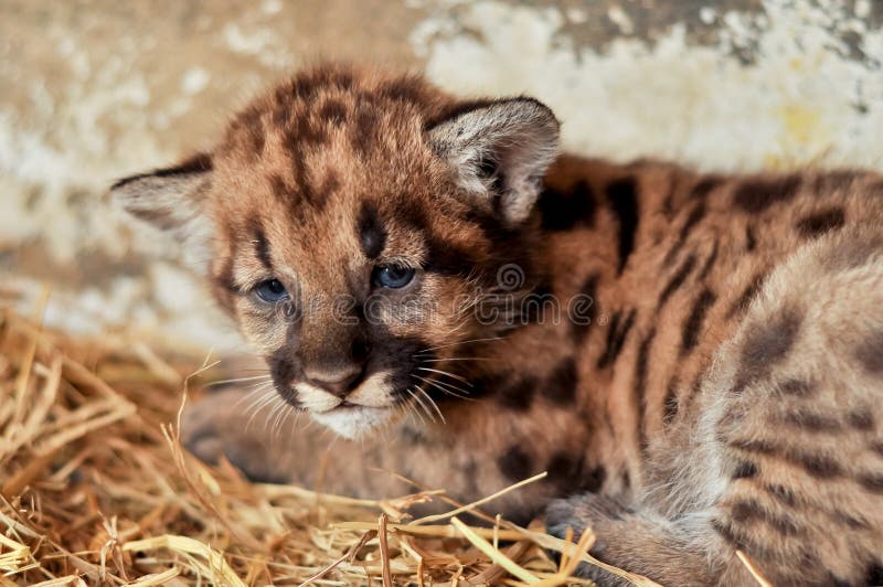 Cougar cub