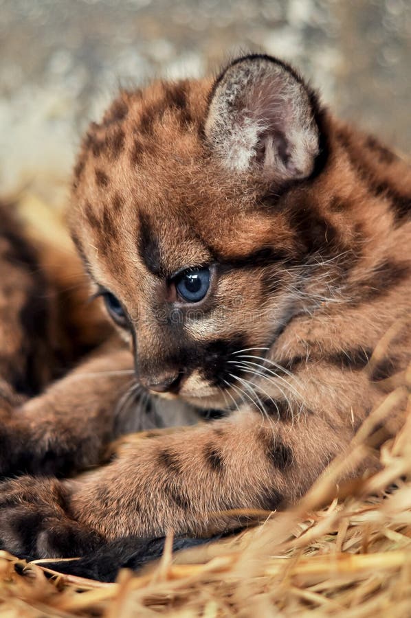 Cougar Cub Stock Photo I