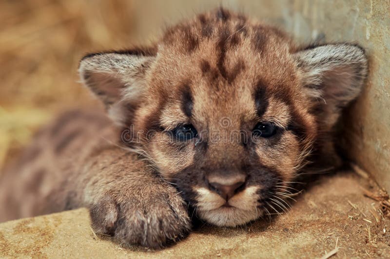 Cougar cub