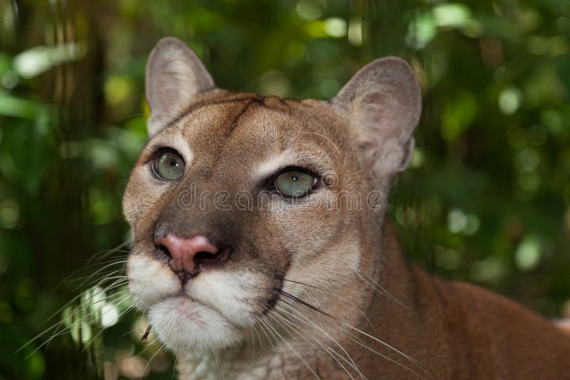 Cougar Eyes royalty free stock images