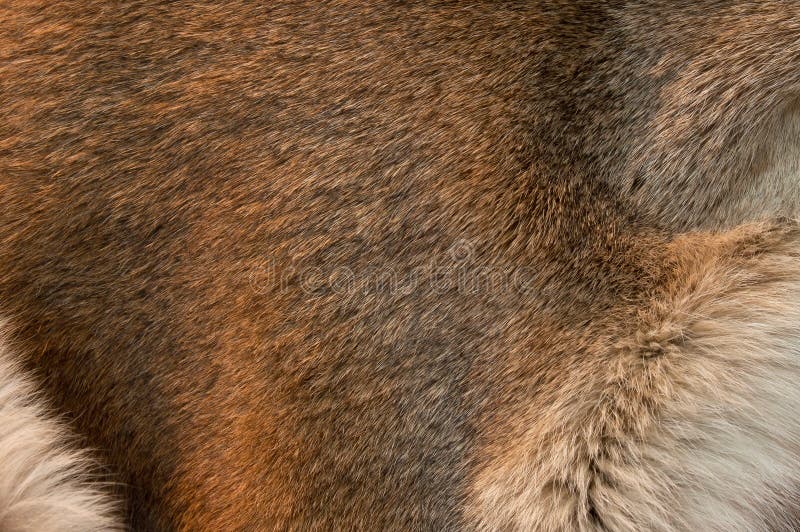 Cougar Fur Pelt