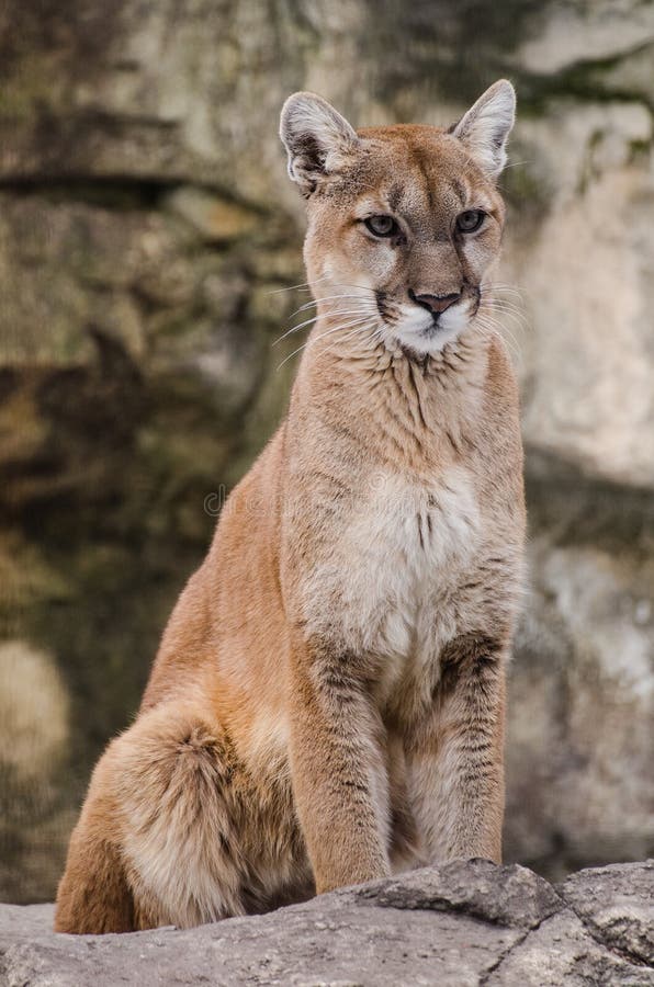 Mature Cougar Photos
