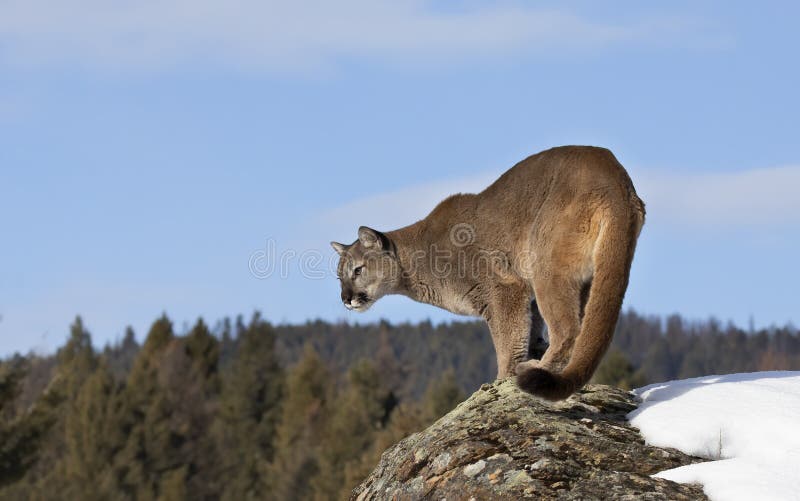 Agnes Gray ontslaan toewijding A Cougar or Mountain Lion Puma Concolor on Top of a Mountain in Winter in  Montana, USA Stock Photo - Image of fauna, cold: 216864530
