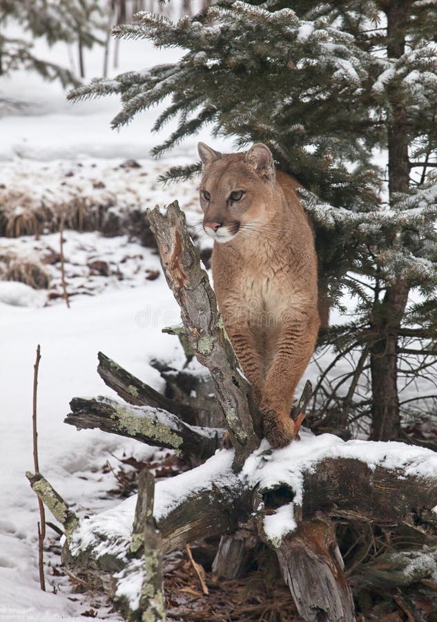 Cougar royalty free stock photos