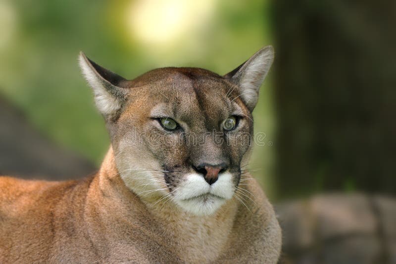 Cougar (Puma concolor) stock photo. Image of america - 21692702
