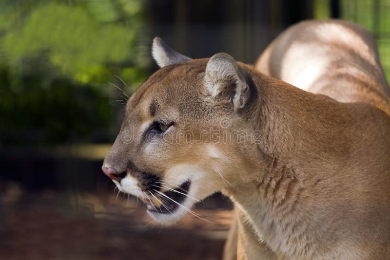 A cougar Puma concolor stock image. Image of wild, mammal - 27844309