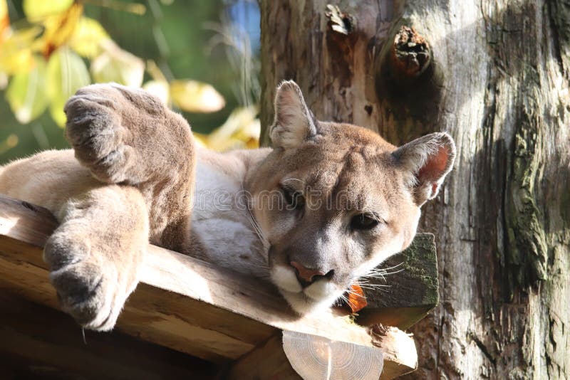 Cougar Puma concolor 2 stock photo. Image of concolor - 130128138 Cougar Puma concolor 2 stock photo. Image of concolor - 130128138