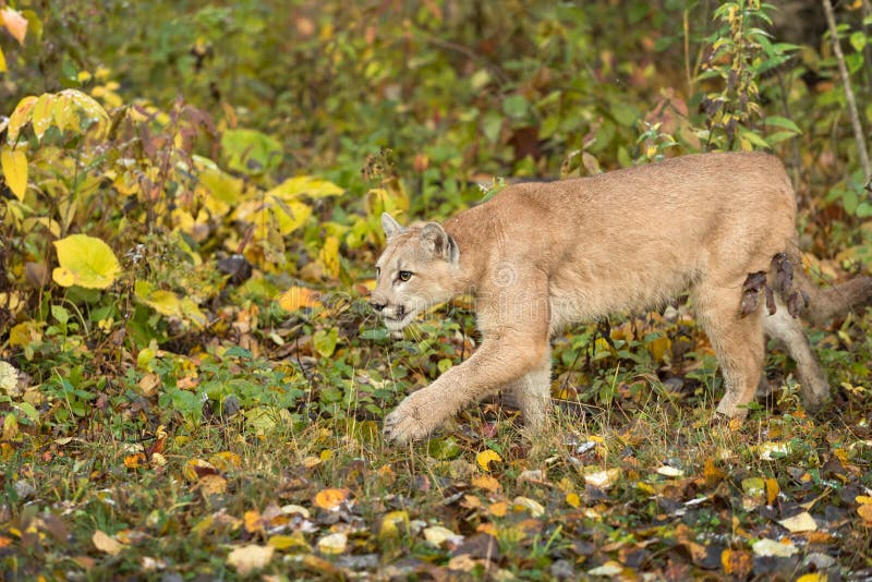 Cougar Puma Concolor Stalks Left Autumn Stock Photo Image Of Feline