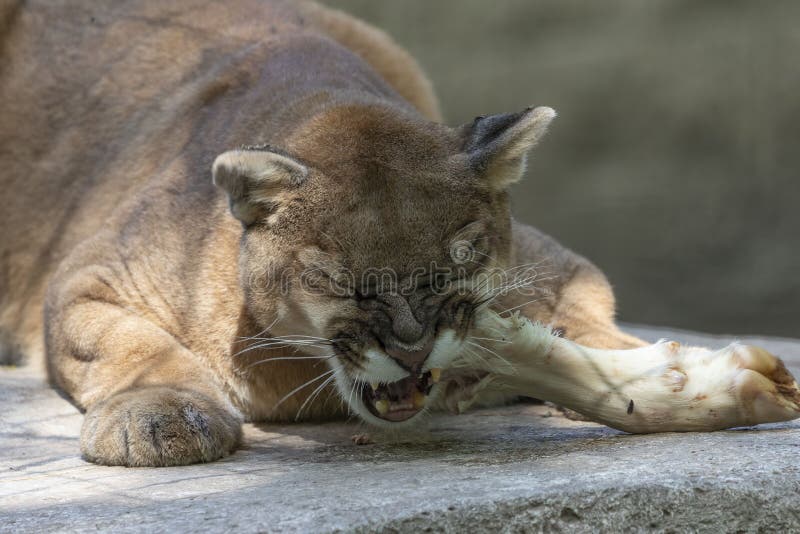 tongue puma tongue puma