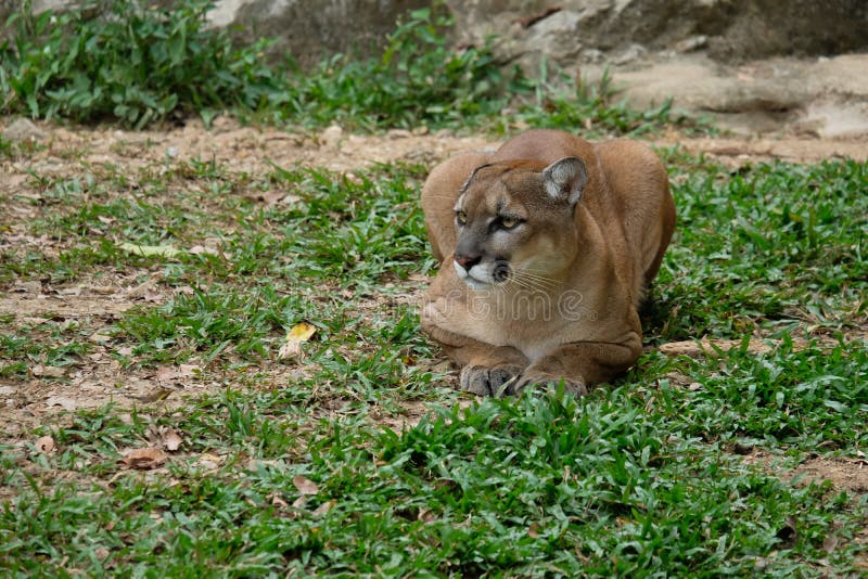 are puma ambush predators are puma ambush predators