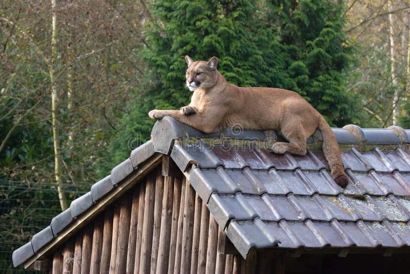 Masculino Puma ( )posando sobre el techo.