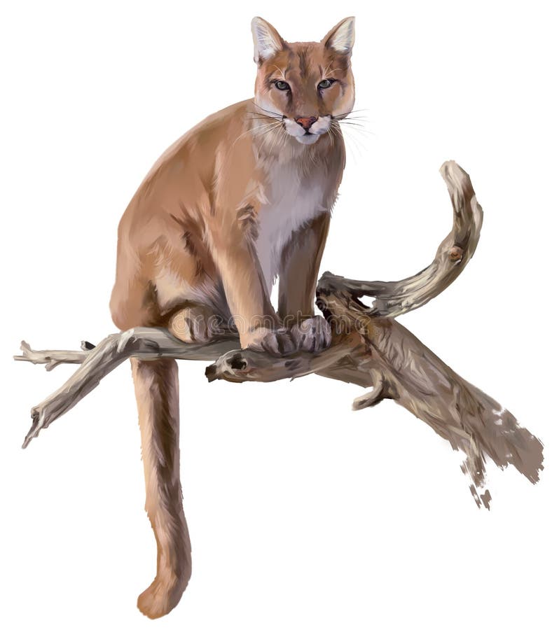 Cougar sits on a dry tree watercolor drawing royalty free illustration Cougar sits on a dry tree watercolor drawing royalty free illustration