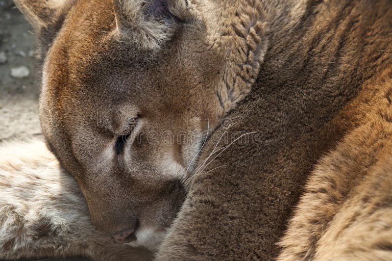 Cougar sleeping stock photography
