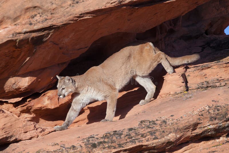 Cougar stepping down from a shadowed overhang into the morning light