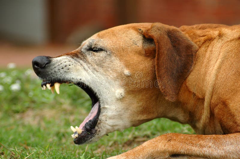 Un vecchio grigio rosso fior di Rhodesian Ridgeback hound dog testa ritratto di profilo con la bocca aperta e la lingua fuori tosse nel giardino all'aperto.