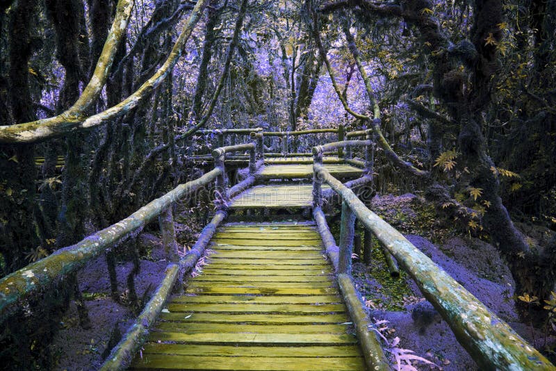 Couleur abstraite du pont en bois dans la forêt tropicale de colline avec l'usine d'humidité photographie stock libre de droits Couleur abstraite du pont en bois dans la forêt tropicale de colline avec l'usine d'humidité photographie stock libre de droits